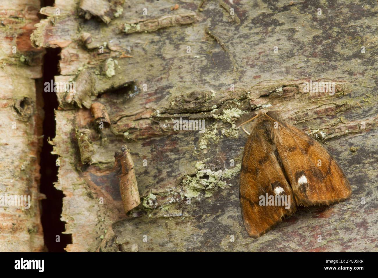 Common Vapourer (Orgyia antiqua) adult male, resting on birch bark, Sheffield, South Yorkshire, England, United Kingdom Stock Photo