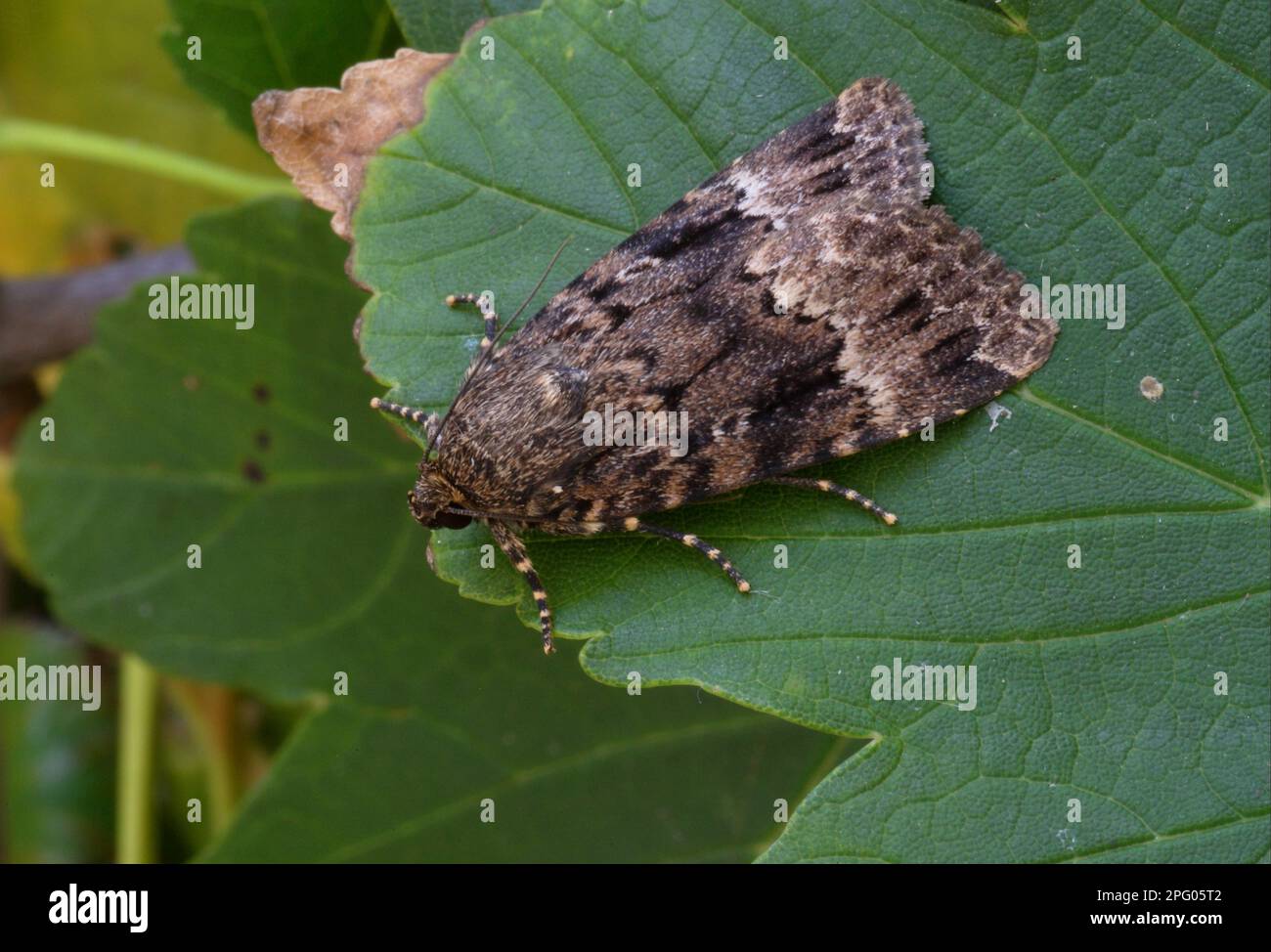 Copper underwing (Amphipyra pyramidea), Pyramid Owls, Insects, Moths, Butterflies, Animals, Other Animals, Copper Underwing adult, resting on Stock Photo