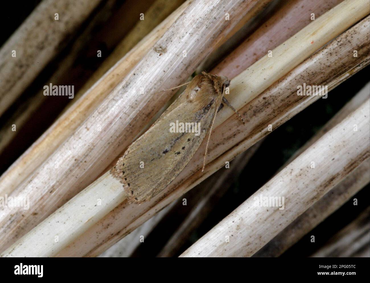 Brown-veined Wainscot, Insects, Moths (Noctuidae), Butterflies, Animals, Other animals, Brown-veined Wainscot (Archanara dissoluta) adult Stock Photo