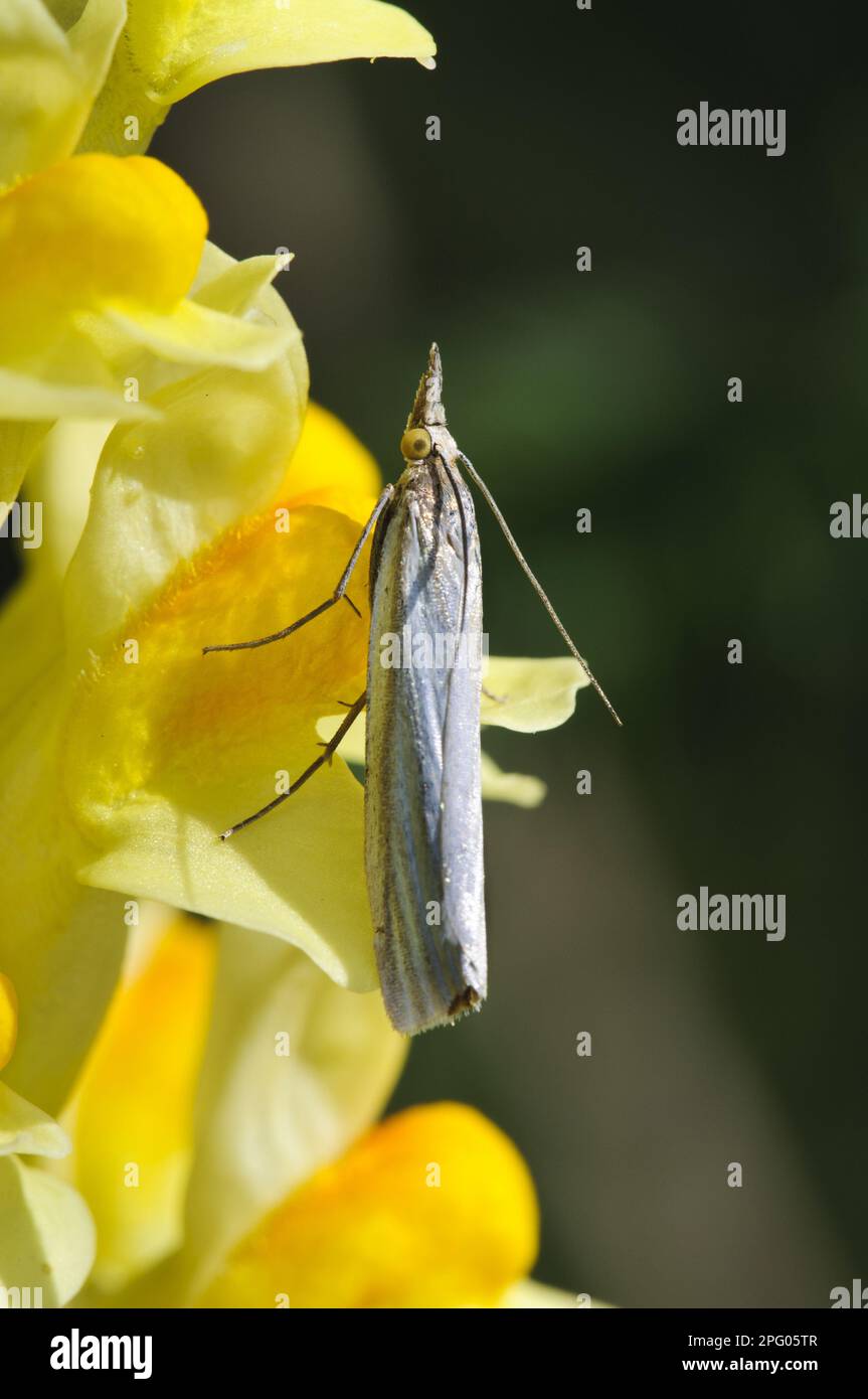 Hooked Grass Furrow (Crambus lathoniellus), adult, resting on the flower of common toadflax (Linaria vulgaris), Ivinghoe Beacon, Chiltern Hills Stock Photo