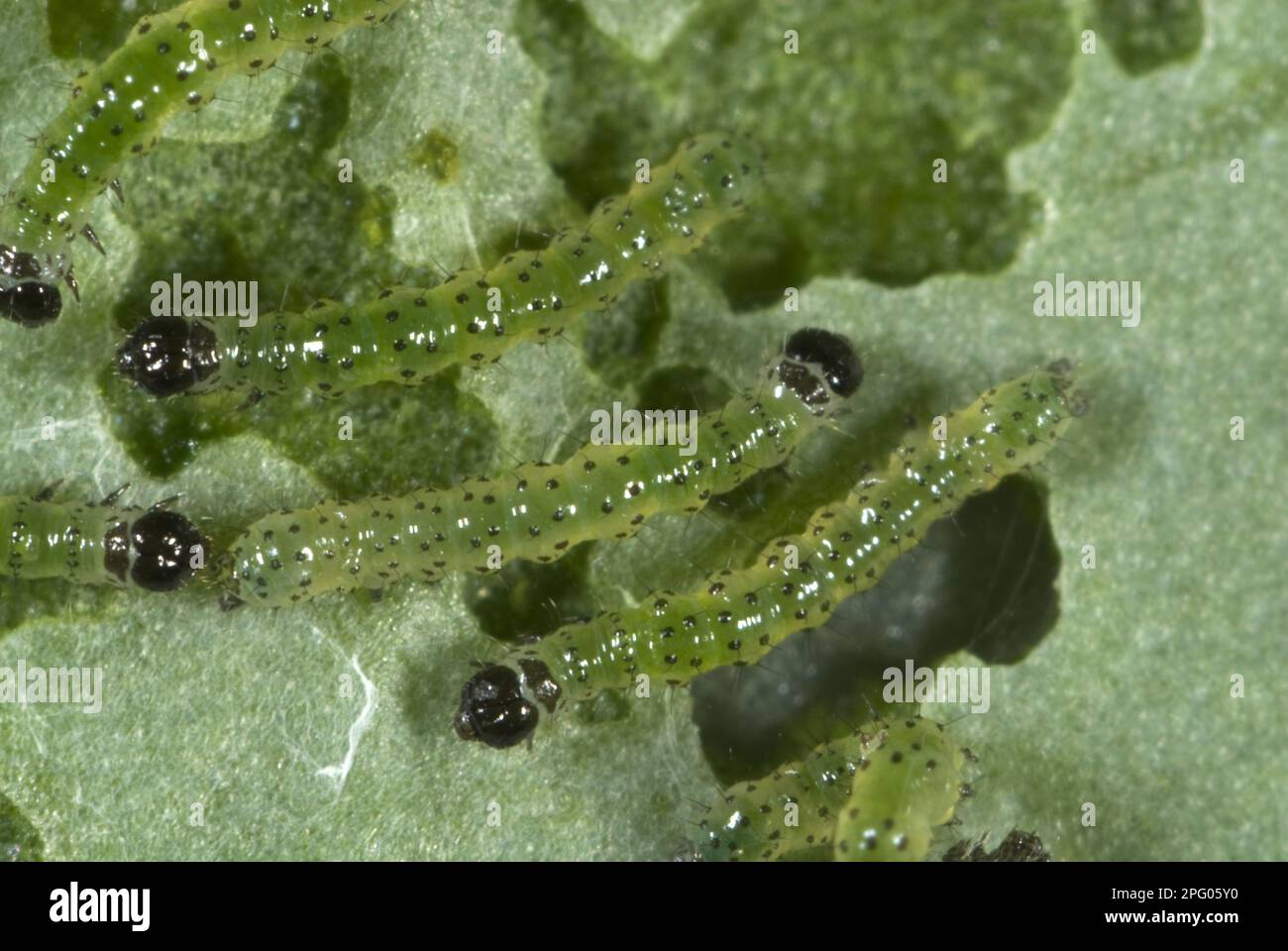 Small white (Pieris rapae) butterfly, neonate caterpillars feeding on a cabbage leaf Stock Photo