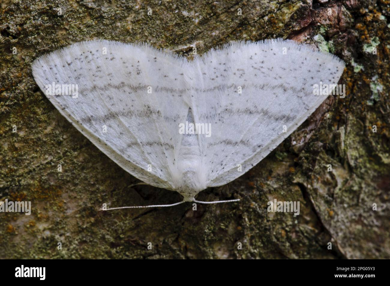 Common white wave moth (Cabera pusaria), White-fronted White Moth, Insects, Moths, Butterflies, Animals, Other Animals, Common White Wave adult Stock Photo