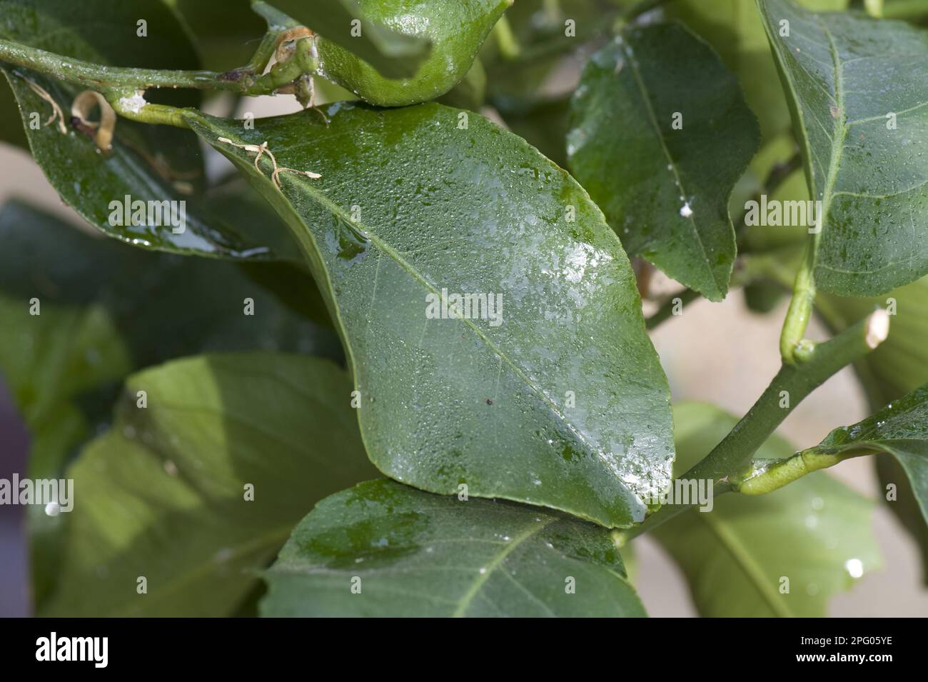 Greenhouse mealybug, Pseudococcus viburni, honeydew from an infestation on a lemon tree grown in the winter garden with fruits Stock Photo