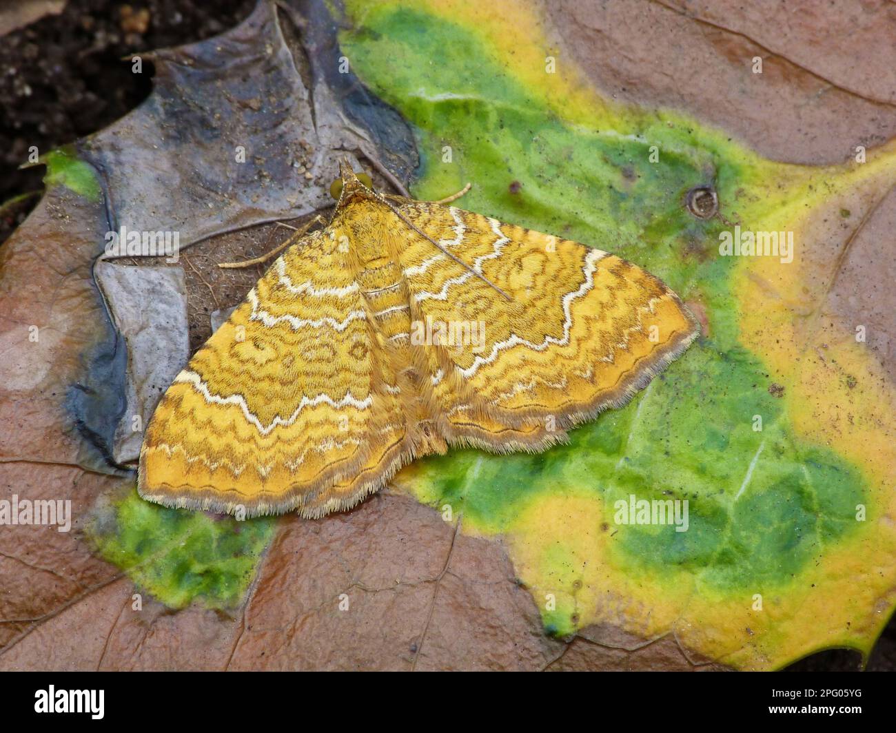 Yellow yellow shell (Camptogramma bilineata), adult, resting on a rotting leaf of European holly (Ilex aquifolium) in the garden, Leicestershire Stock Photo