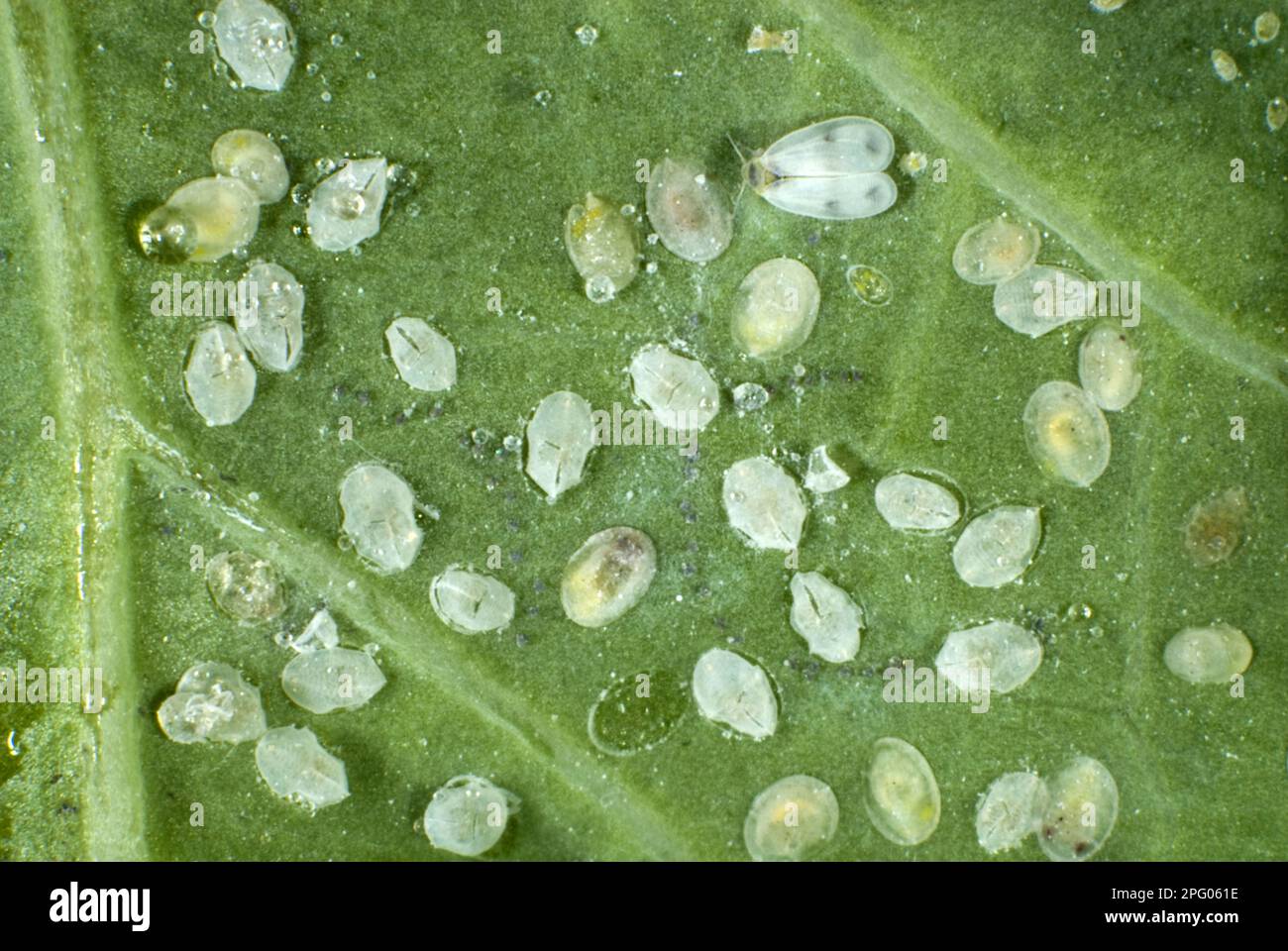 Cabbage moth scale insects hi-res stock photography and images - Alamy