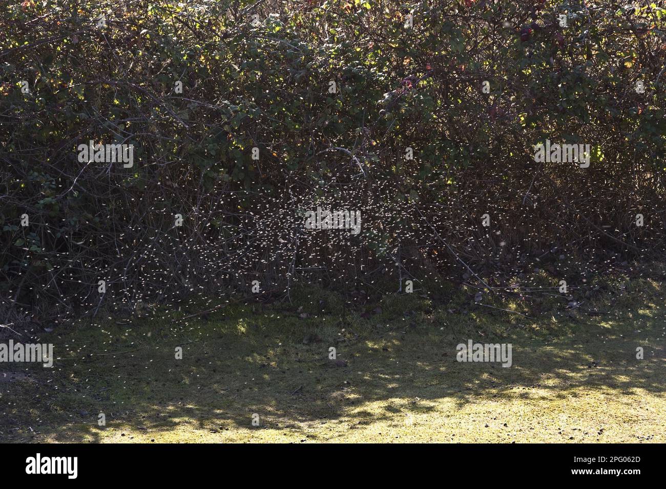 Winter Gnat, Winter Gnats, Other animals, Insects, Animals, Winter Gnat (Trichocera annulata) adults, swarm in flight by autumn hedgerow Stock Photo