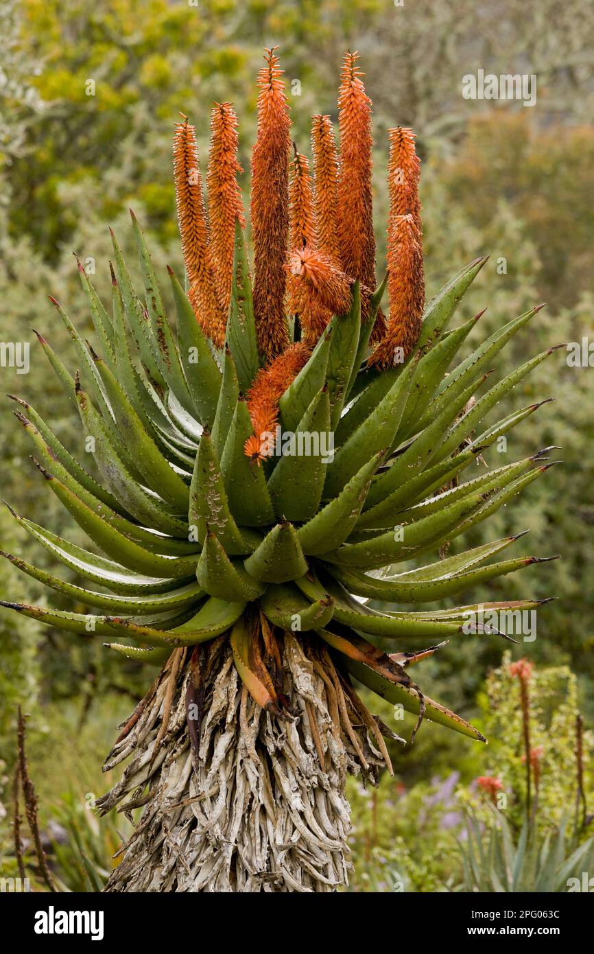 Bitter Aloe (Aloe ferox) flowering, South Africa Stock Photo