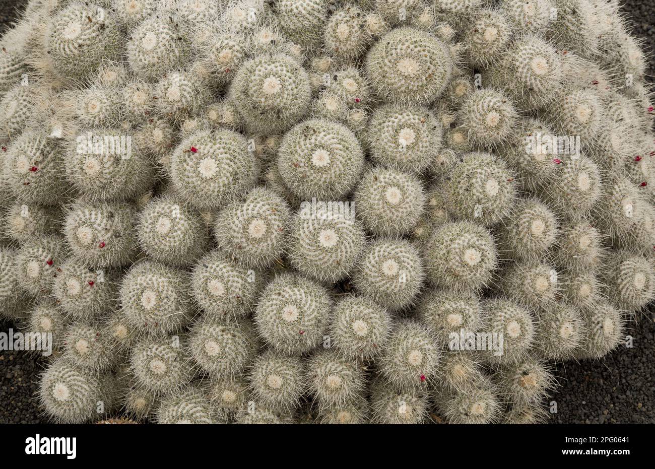 Twin spined cactus (Mammillaria geminispina), endemic twin-spined cactus, Mexico Stock Photo