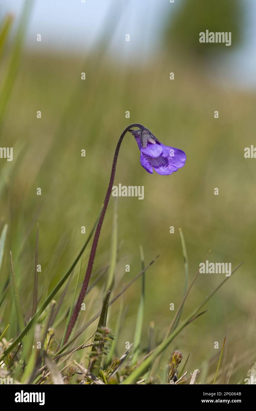 Common Butterwort (Pinguicula vulgaris) flowering, Norfolk, England
