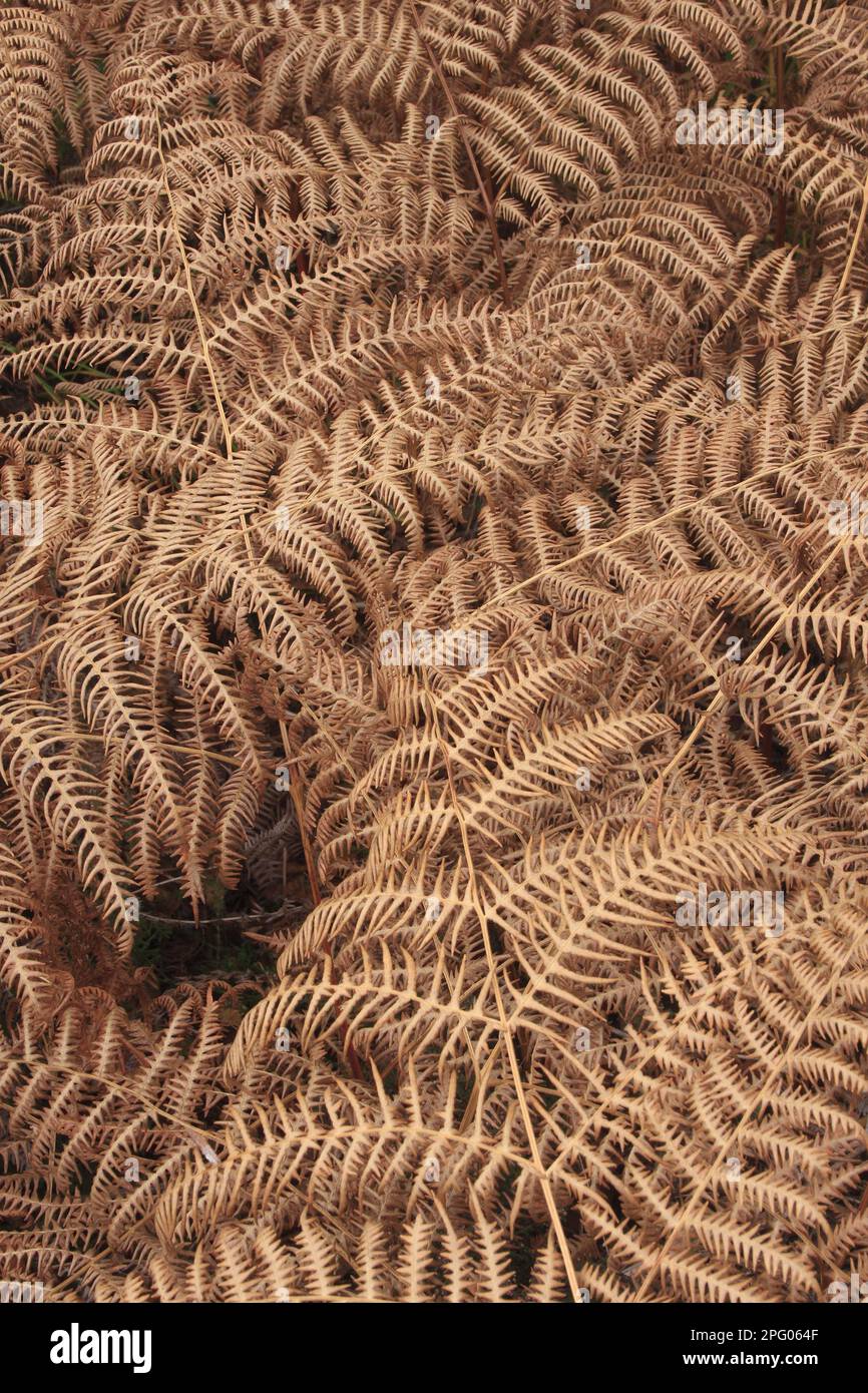 Bracken (Pteridium aquilinum) close-up of dead fronds, Surrey, England, United Kingdom Stock Photo