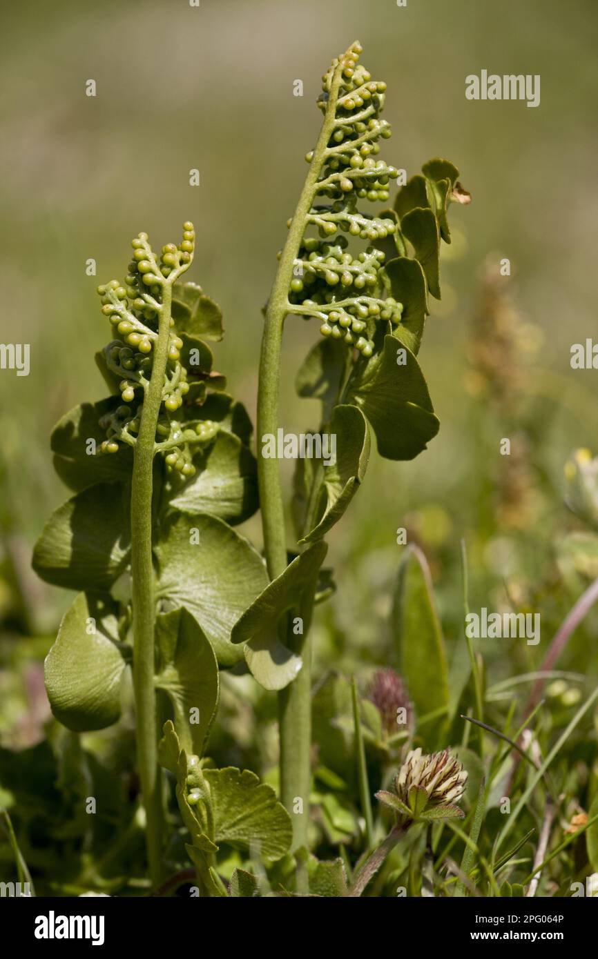 Adderstongue Fern (Ophioglossum vulgatum) growing in grassland, Switzerland Stock Photo