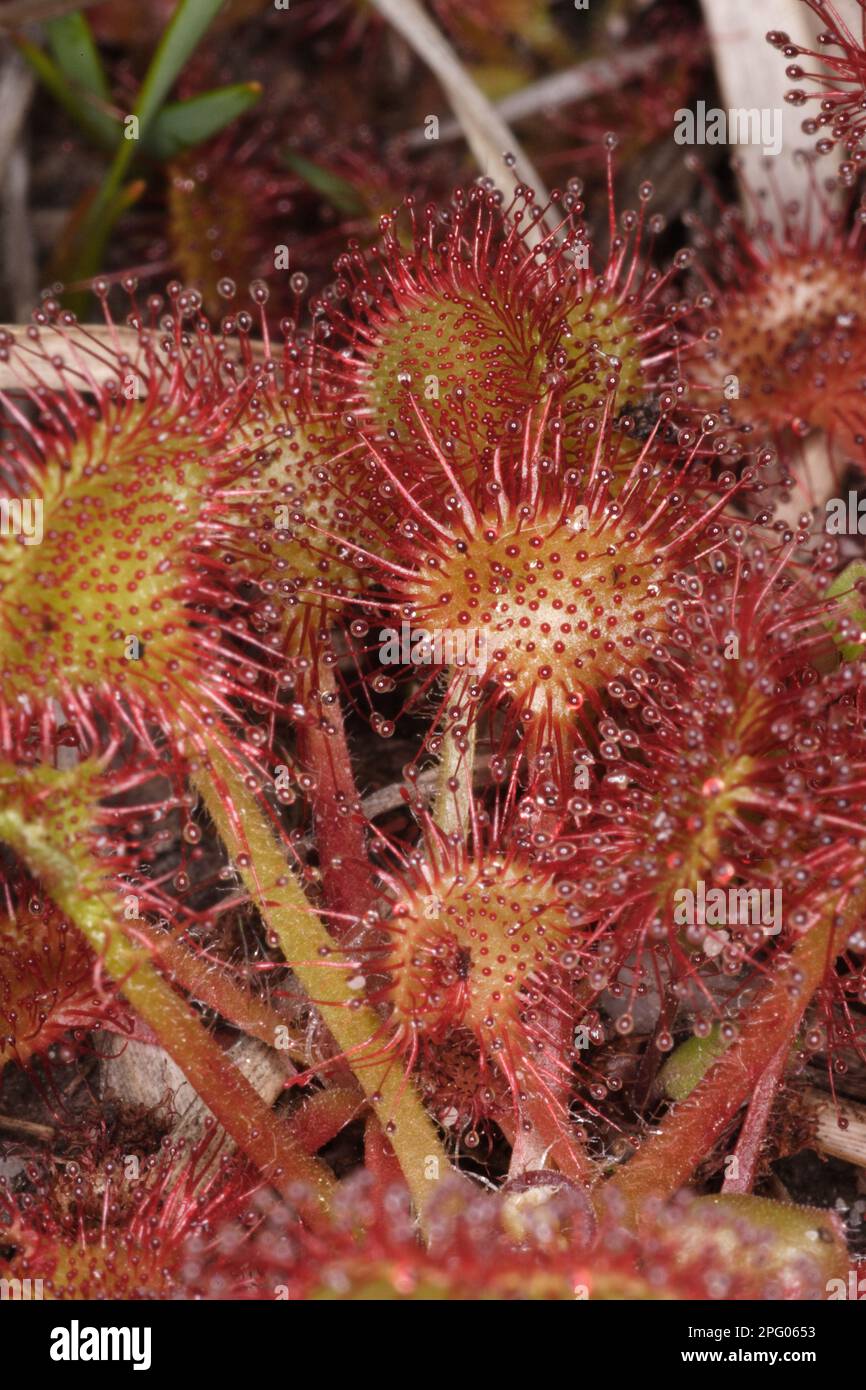 Common sundew, Sundew family, carnivorous plants, Roundleaved Sundew