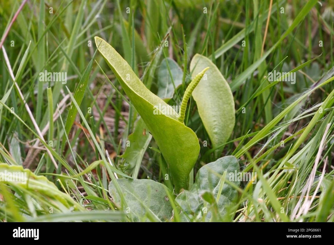 Adder's-tongue (Ophioglossum vulgatum), Adder's tongue family, Ferns, Adderstongue Fern growing in meadowland, Marden Meadow Reserve, Kent, England Stock Photo
