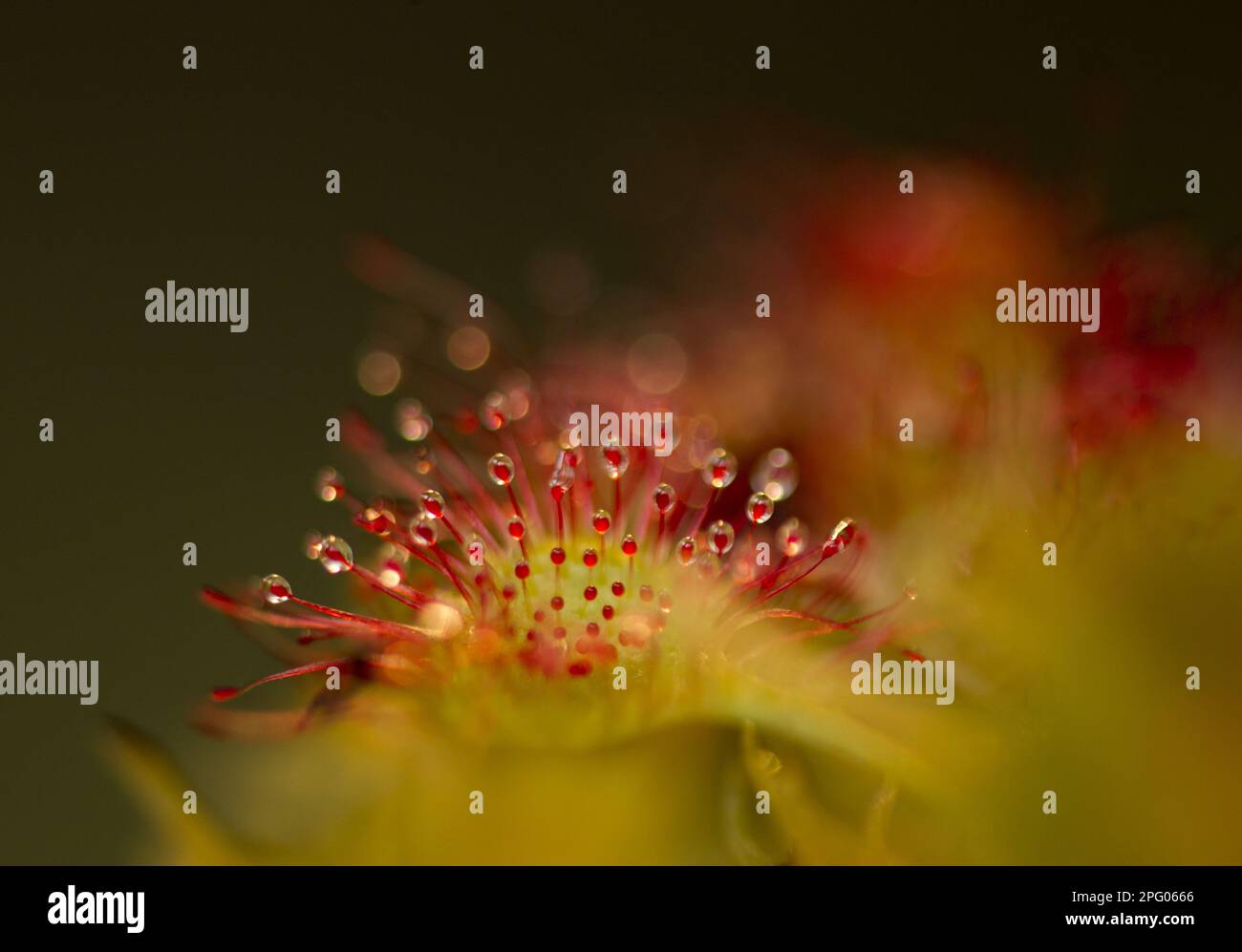 Roundleaved Sundew (Drosera rotundifolia) closeup of glandular hairs on leaf with sticky