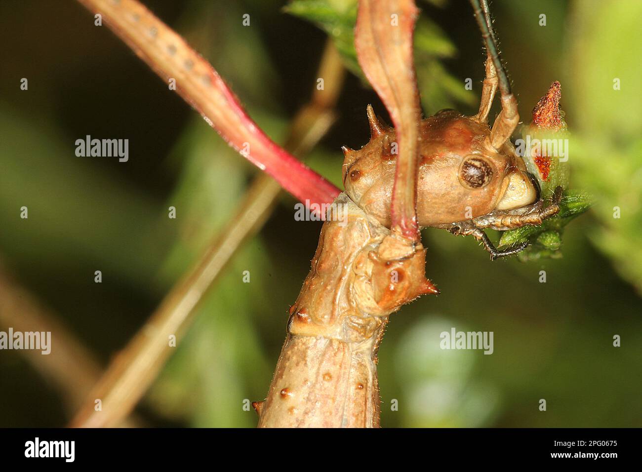 Prika Insect Acanthoxyla prasina hi-res stock photography and images - Alamy