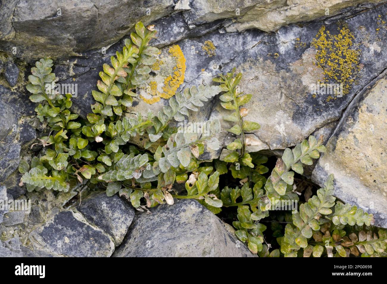 Sea spleenwort (Asplenium marinum), ferns, Sea spleenwort growing on sea cliffs, The Burren, County Clare, Ireland, spring Stock Photo