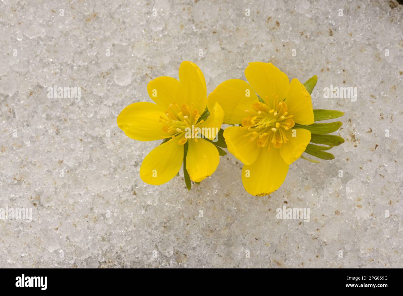 Winter aconite (Eranthis hyemalis) large-flowered form, flowering, in the snow at the snowline, Taurus Mountains, Anatolia, southern Turkey Stock Photo