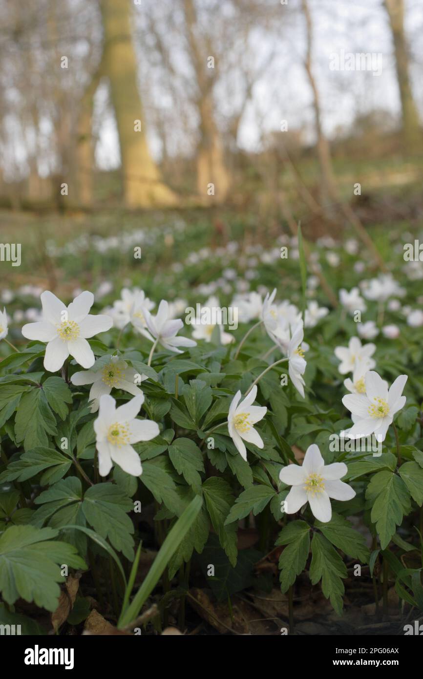 Wood Anemone (Anemone nemorosa) flowering, growing on ancient woodland