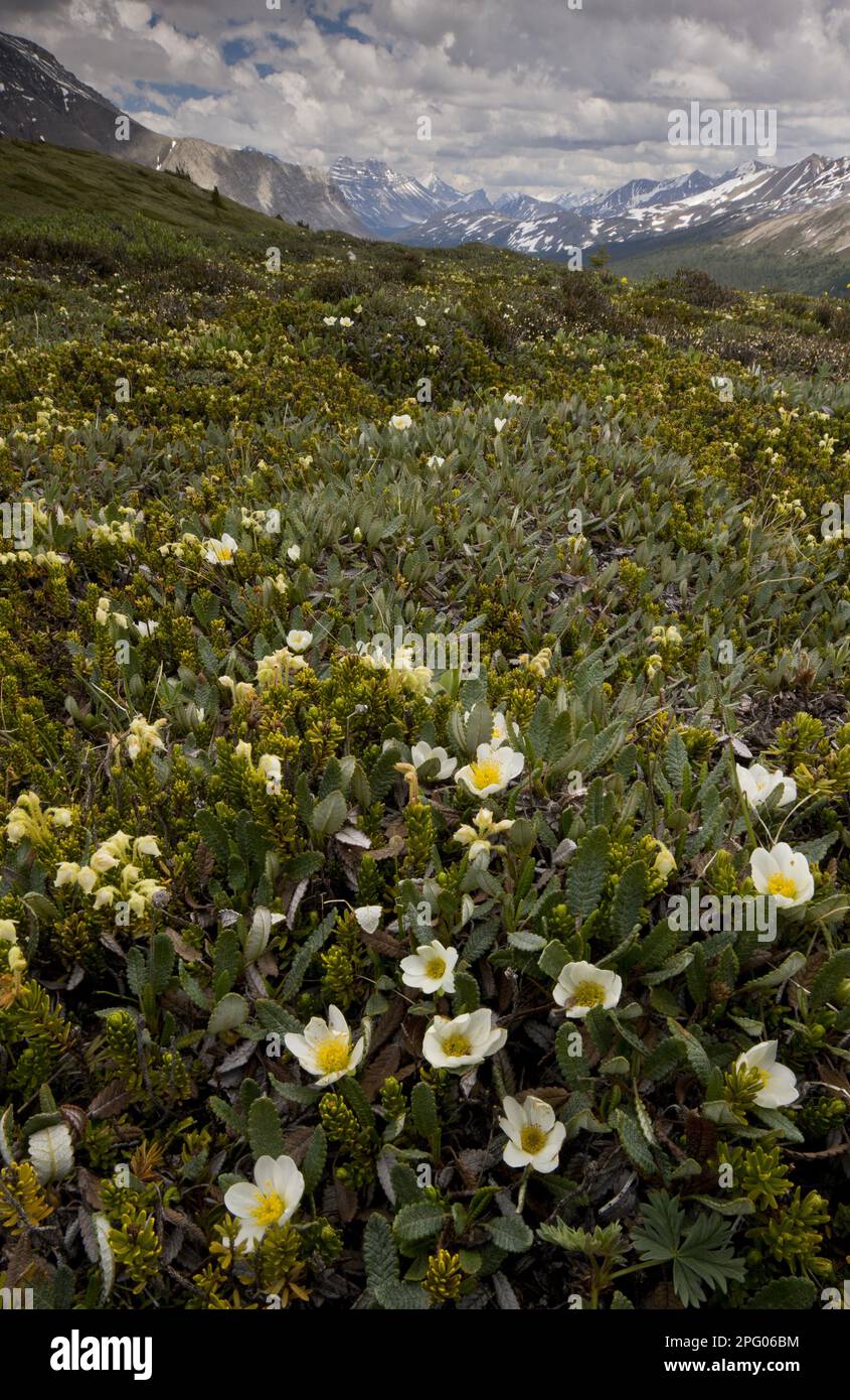 Mountain Avens (Dryas octopetala) and Yellow Mountain Heather (Phyllodoce glanduliflora) flowering, on high alpine tundra in mountain habitat, Wilcox Stock Photo