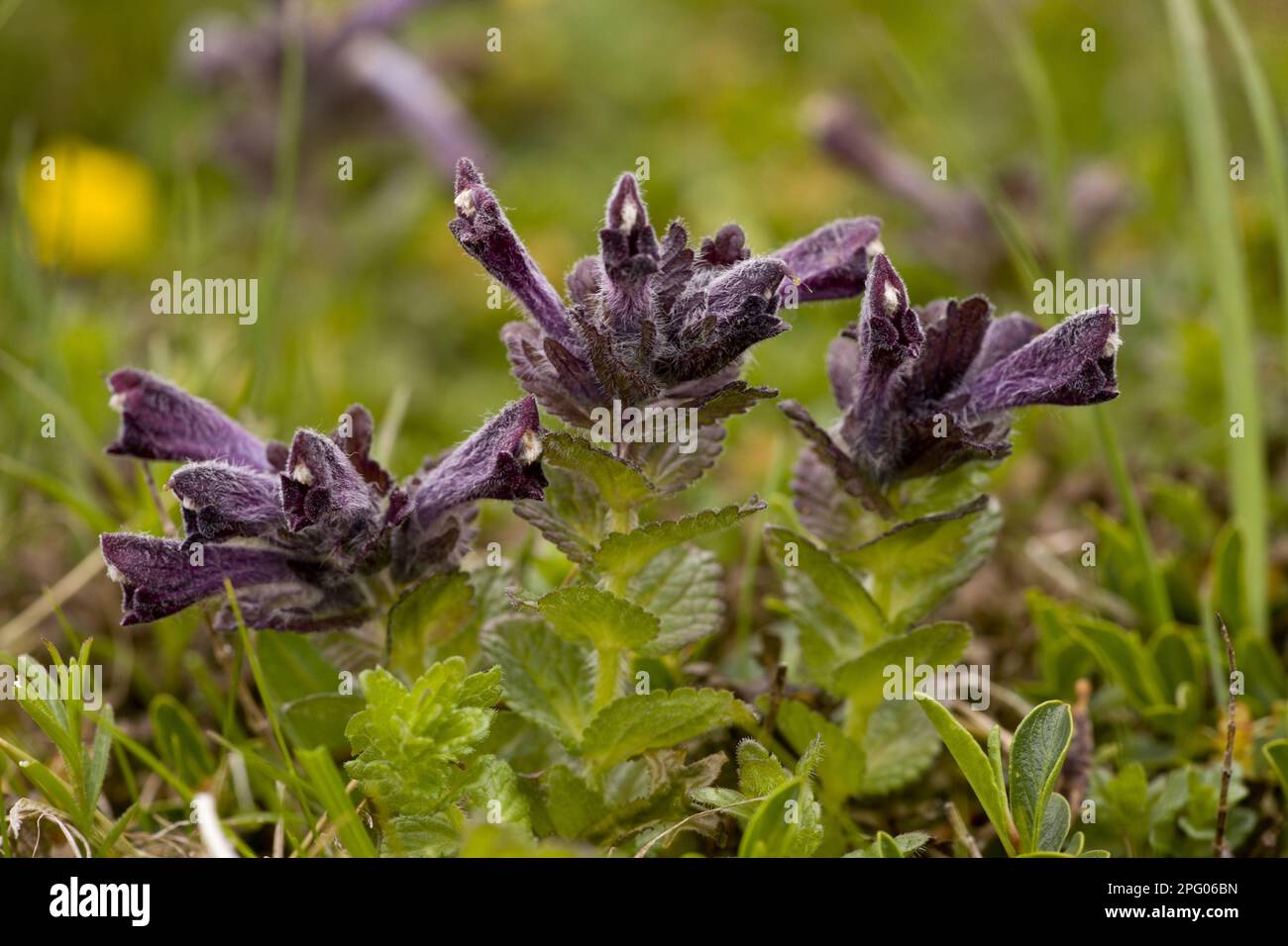 Alpine Bartsia (Bartsia alpina) flowering, Slovenia Stock Photo