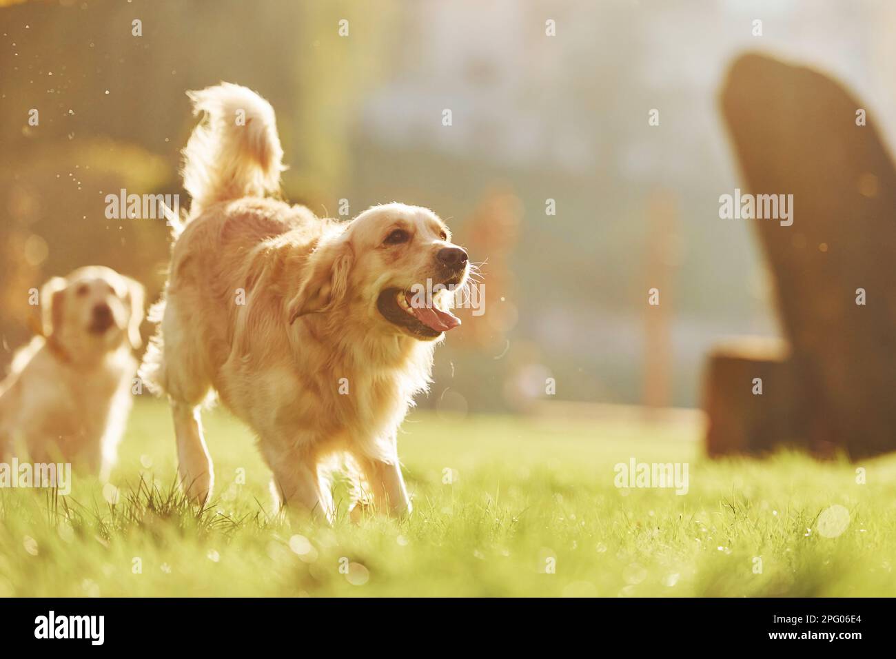 Running together. Two beautiful Golden Retriever dogs have a walk ...
