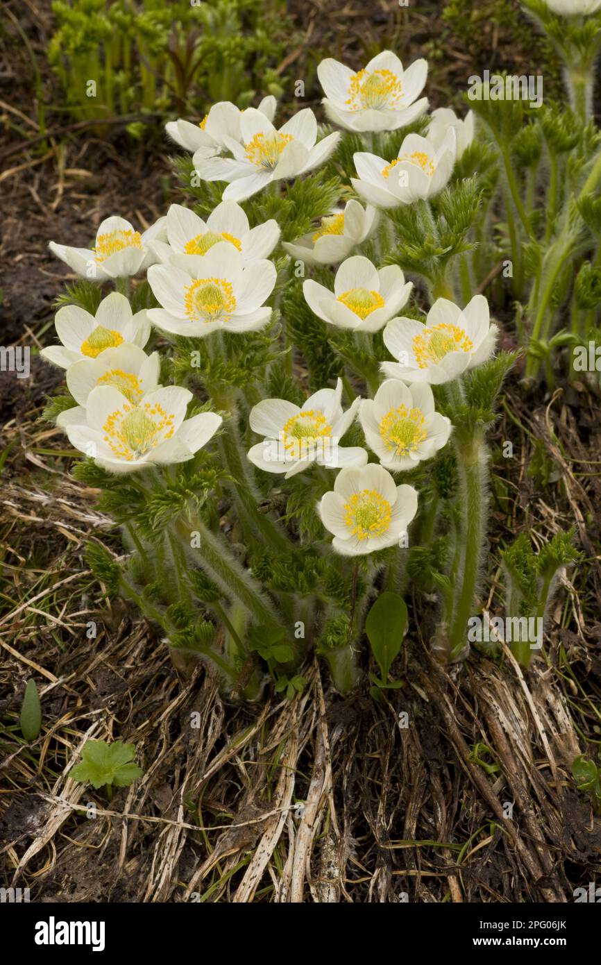 Flower of the Mountain Pasqueflower (Anemone occidentalis), Rocky Mountains, Canada Stock Photo