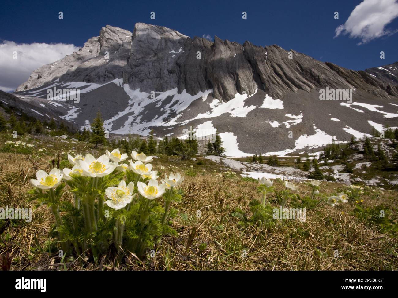 Flowering mountain pasqueflower (Anemone occidentalis), in mountain habitat, Rocky Mountains, Canada Stock Photo