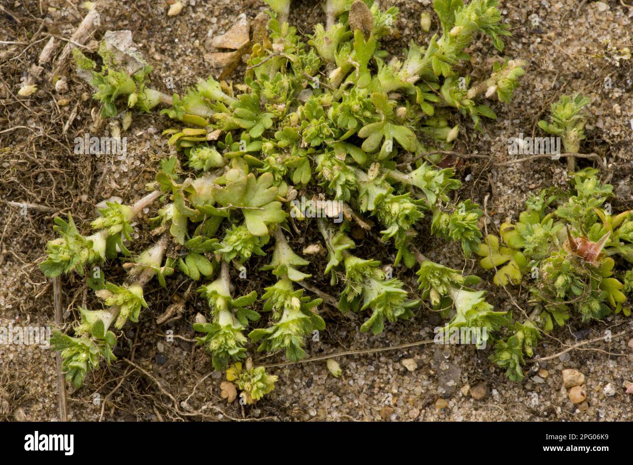 Parsley-piert (Aphanes arvensis) flowering, growing on sandy soil, Breckland, Norfolk, England, United Kingdom Stock Photo