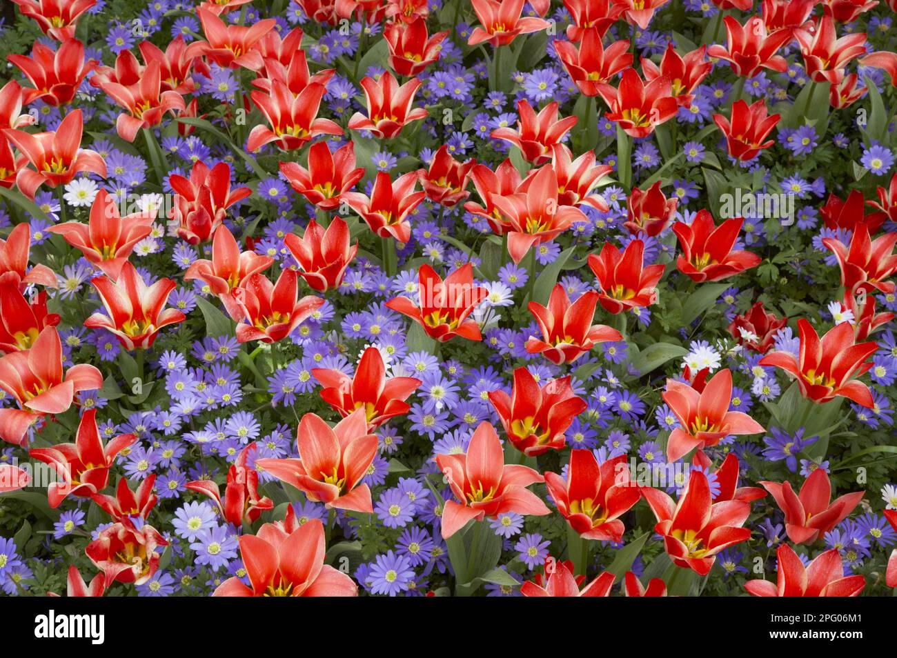 Flowering tulip (Tulipa sp.) 'Pinochio' and Greek windflower (Anenome