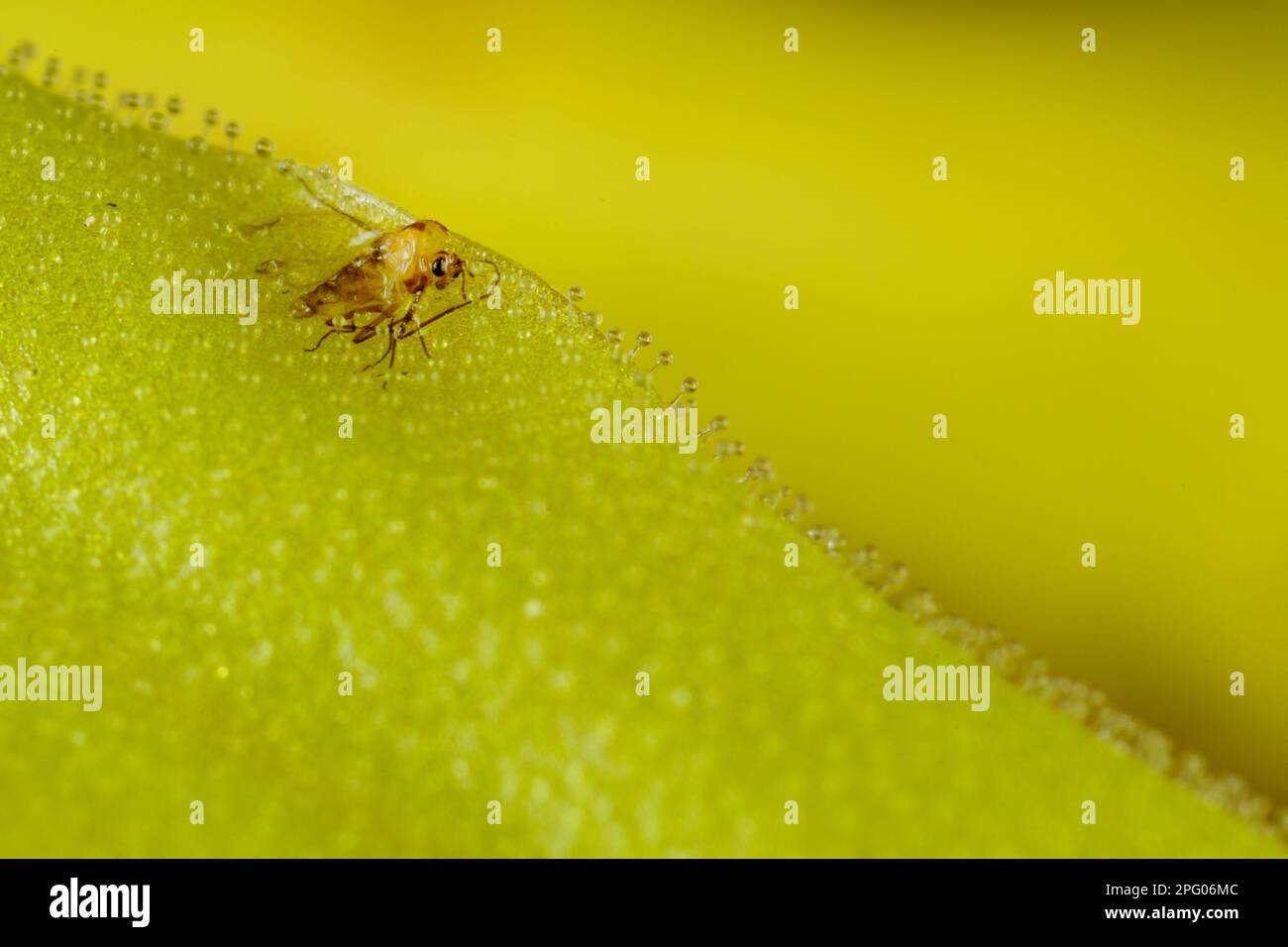 Digested Fly Long-leaved Butterwort (Pinguicula longifolia) close-up of leaf, with ...