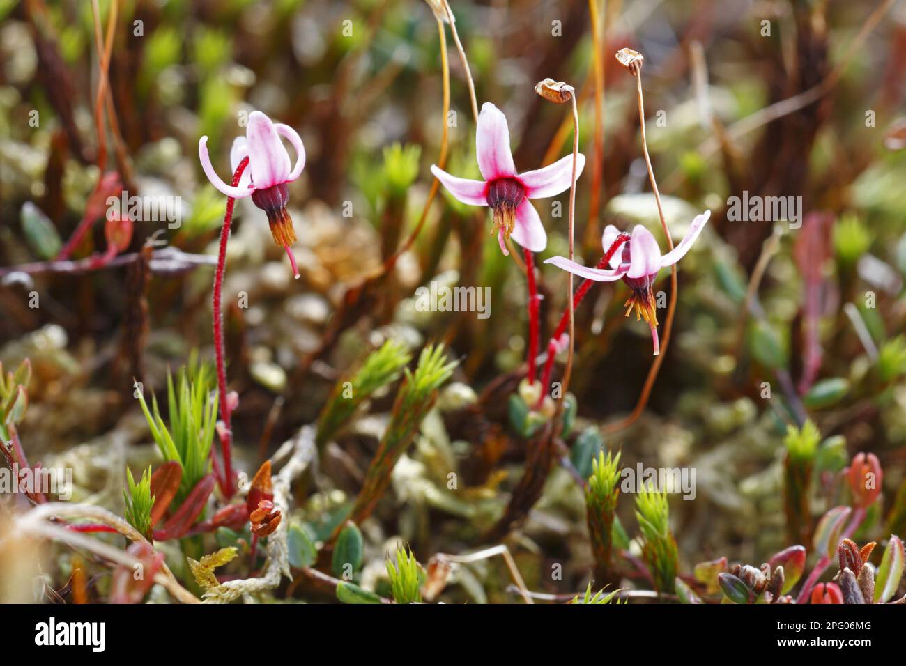 Oxycoccus palustris, small cranberry (Vaccinium oxycoccos), heather family, Common cranberry (Vaccinium oxycoccus) flowering, growing in upland peat Stock Photo