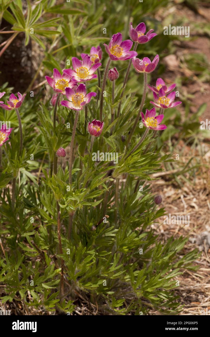 Red Anemone (Anemone multifida ssp. globosa) flowering, Vail, Rocky Mountains, Colorado (U.) S. A Stock Photo