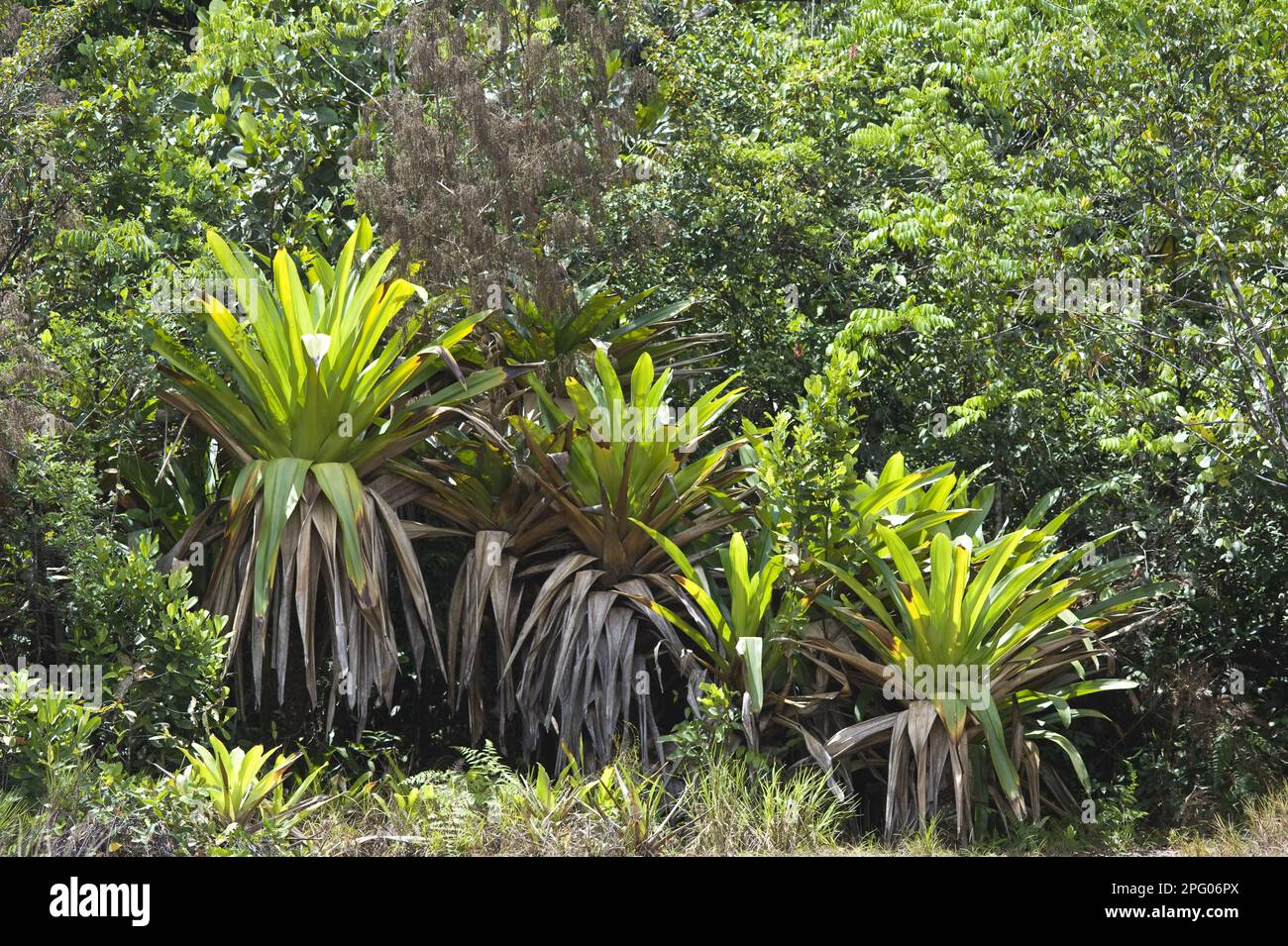 Giant armoured bromeliad (Brocchinia micrantha) growing in tropical forest, Kaieteur N. P. Guayana Shield, Guyana Stock Photo