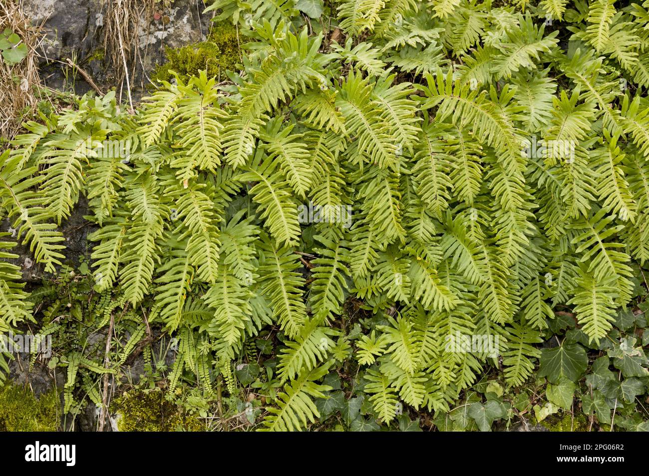 Southern Polypody (Polypodium australe) fronds, growing on bank, Picos de Europa, Cantabrian Mountains, Spain Stock Photo