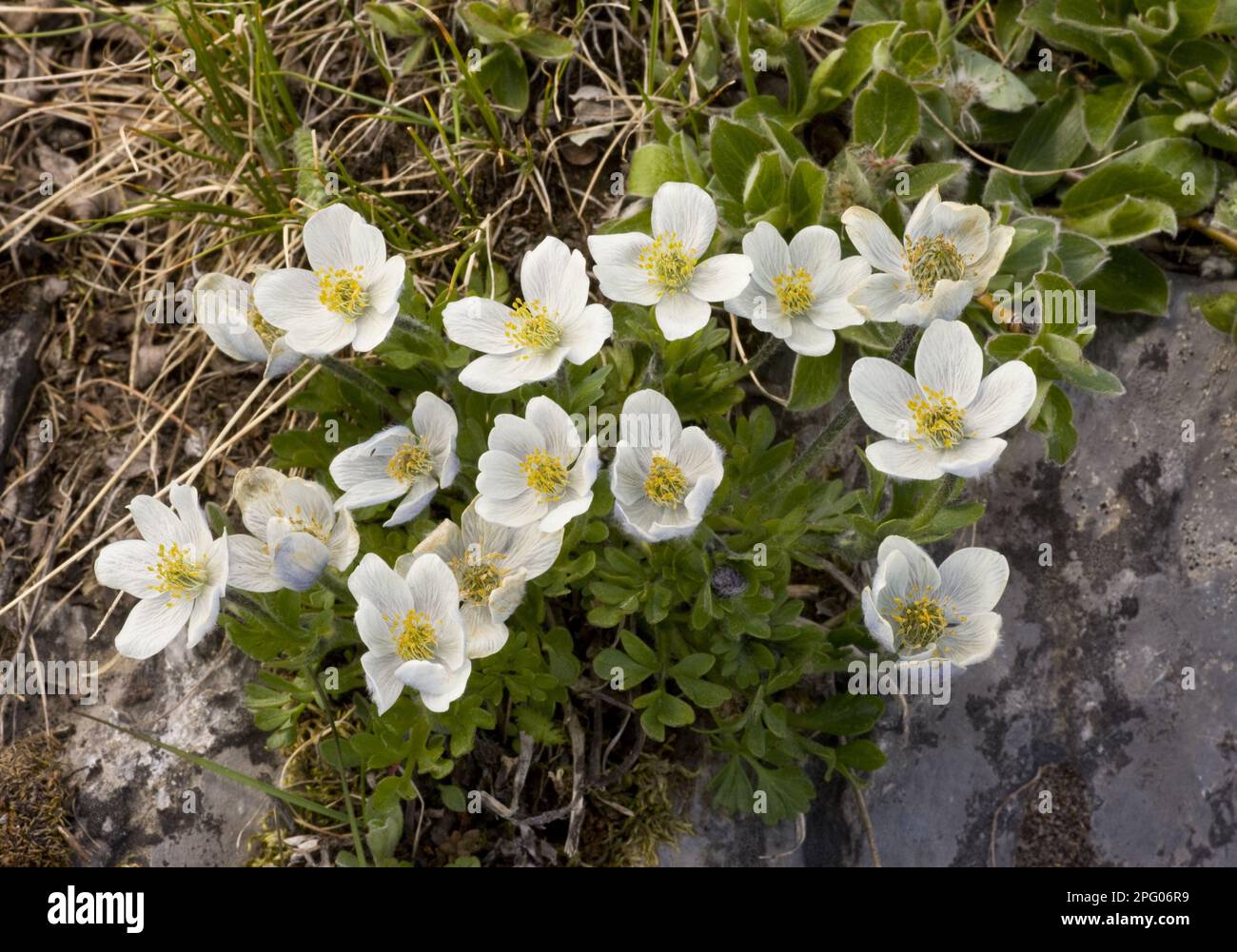 Northern Anemone (Anemone parviflora) flowering, Rocky Mountains, Canada Stock Photo