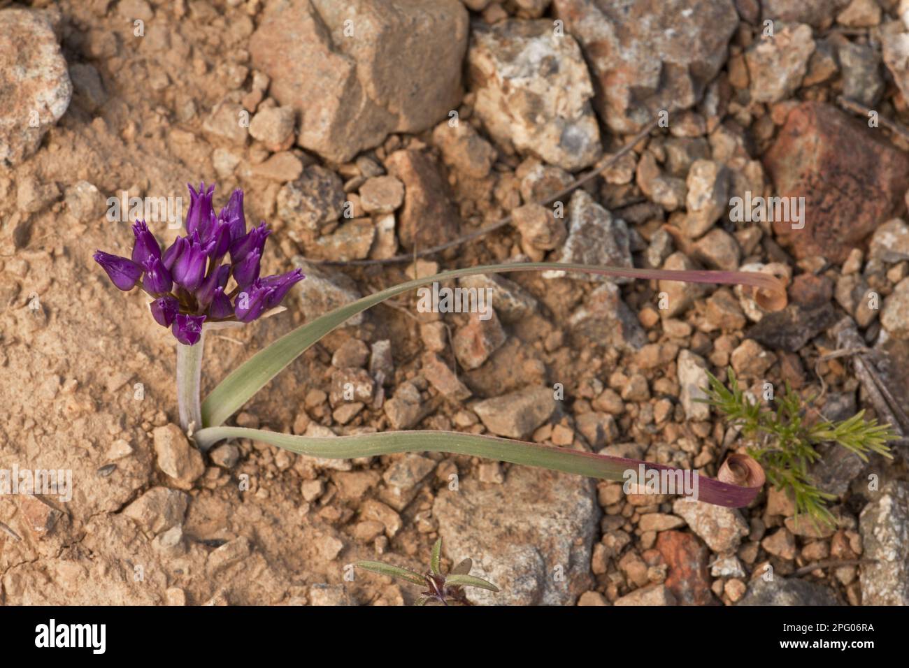 Scytheleaf Onion (Allium falcifolium) flowering, Mount Eddy, Klamath Mountains, California, USA Stock Photo