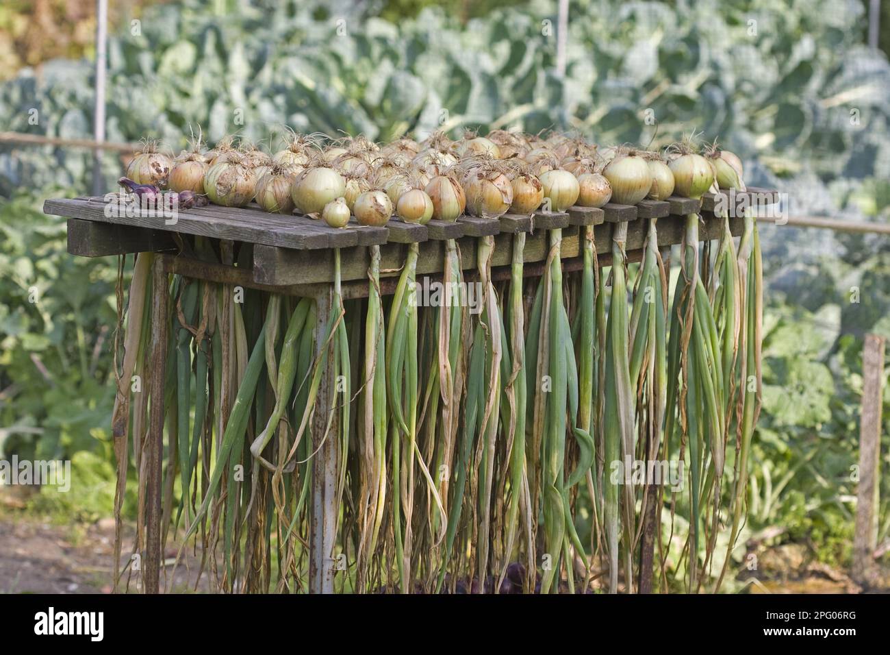 Onion (Allium cepa) harvested bulbs, drying on rack, Norfolk, England ...