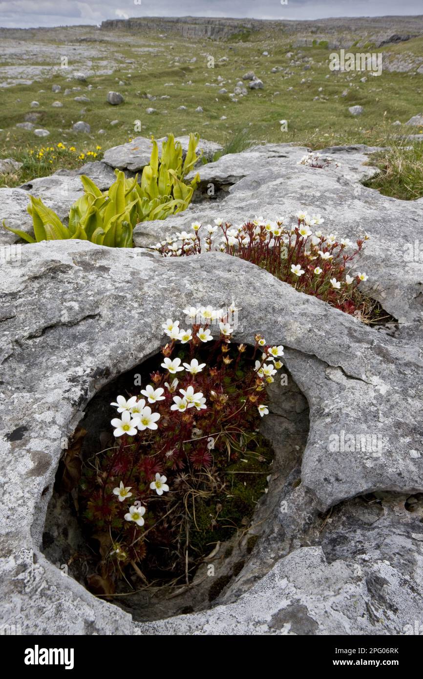 Irish saxifrage (Saxifraga rosacea rosacea) and horntongue fern (Phyllitis scolopendrium), on limestone pavement, Burren, Clare, Ireland, Spring Stock Photo