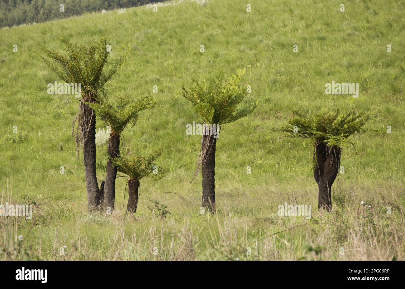 Common Tree Fern (Cyathea dregei) habit, South Africa Stock Photo