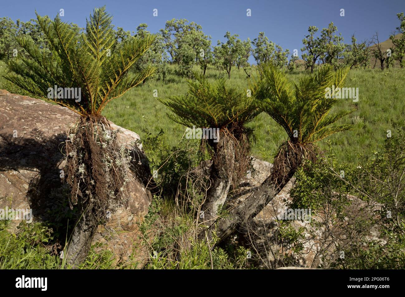 Common Tree Fern (Cyathea dregei) habit, Royal Natal N. P. Drakensberg Mountains, KwaZulu-Natal, South Africa Stock Photo