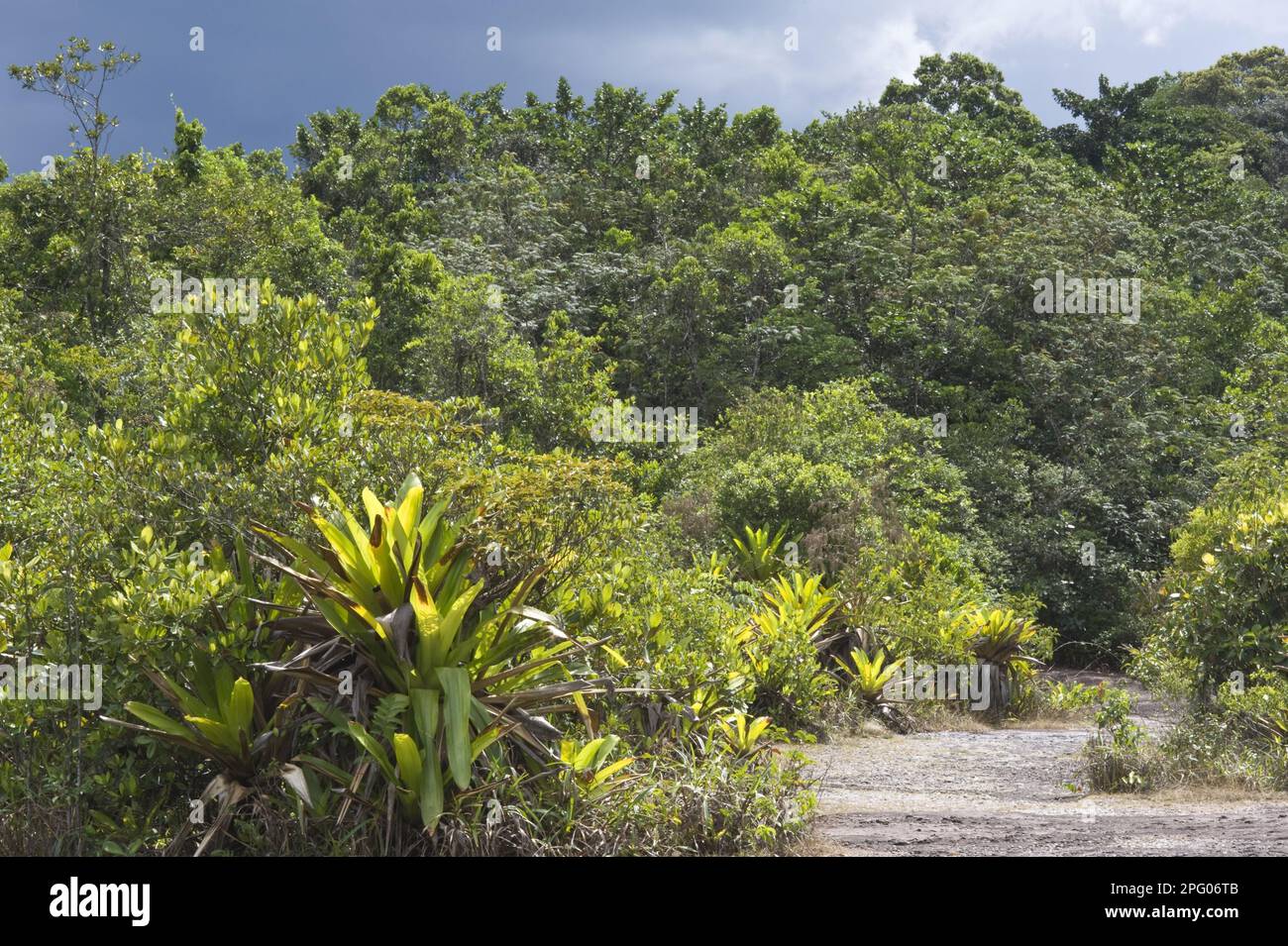 Giant armoured bromeliad (Brocchinia micrantha) growing in tropical forest habitat, Kaieteur N. P. Guayana Shield, Guyana Stock Photo