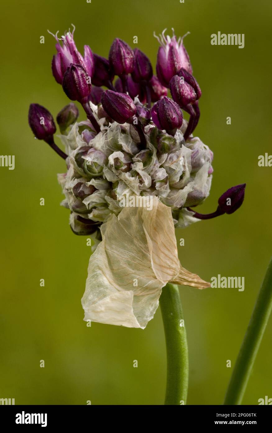 Snake leek, rocambole (Allium scorodoprasum), Snake leek, Leek family, Sand Leek close-up of flowers and bulbils, Romania Stock Photo