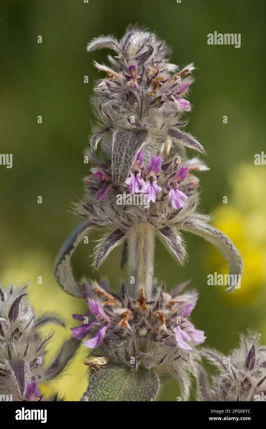 Downy Woundwort (Stachys germanica) flowering, growing on limestone, Romania Stock Photo