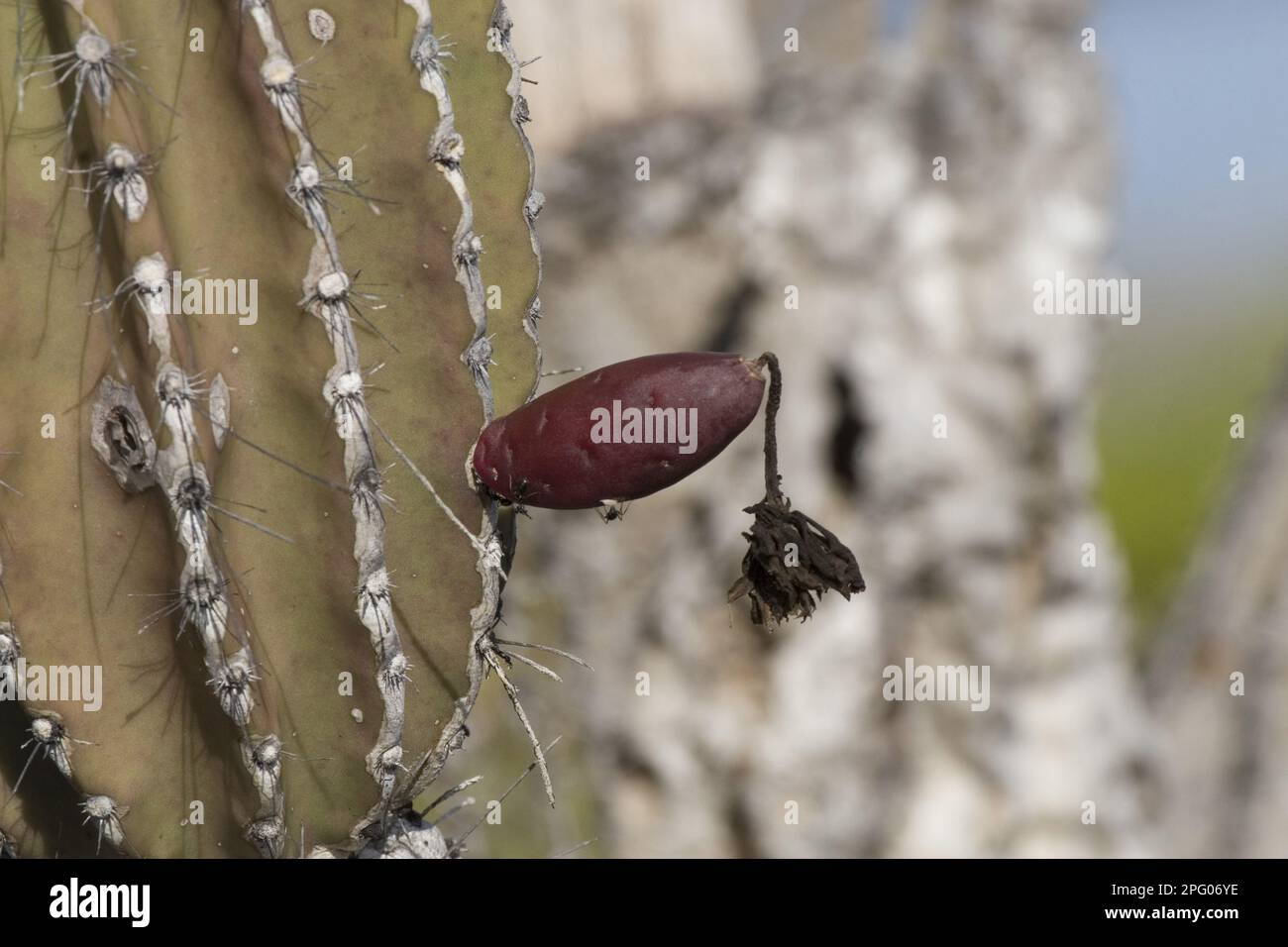 Candelabra cactus fruit on Isabela Island, Galapagos Stock Photo Alamy