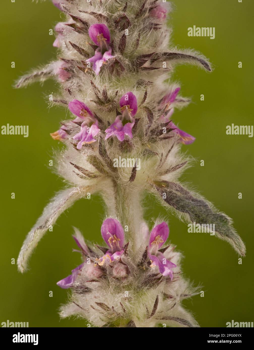 Downy downy woundwort (Stachys germanica) flowering, Alps, France Stock Photo