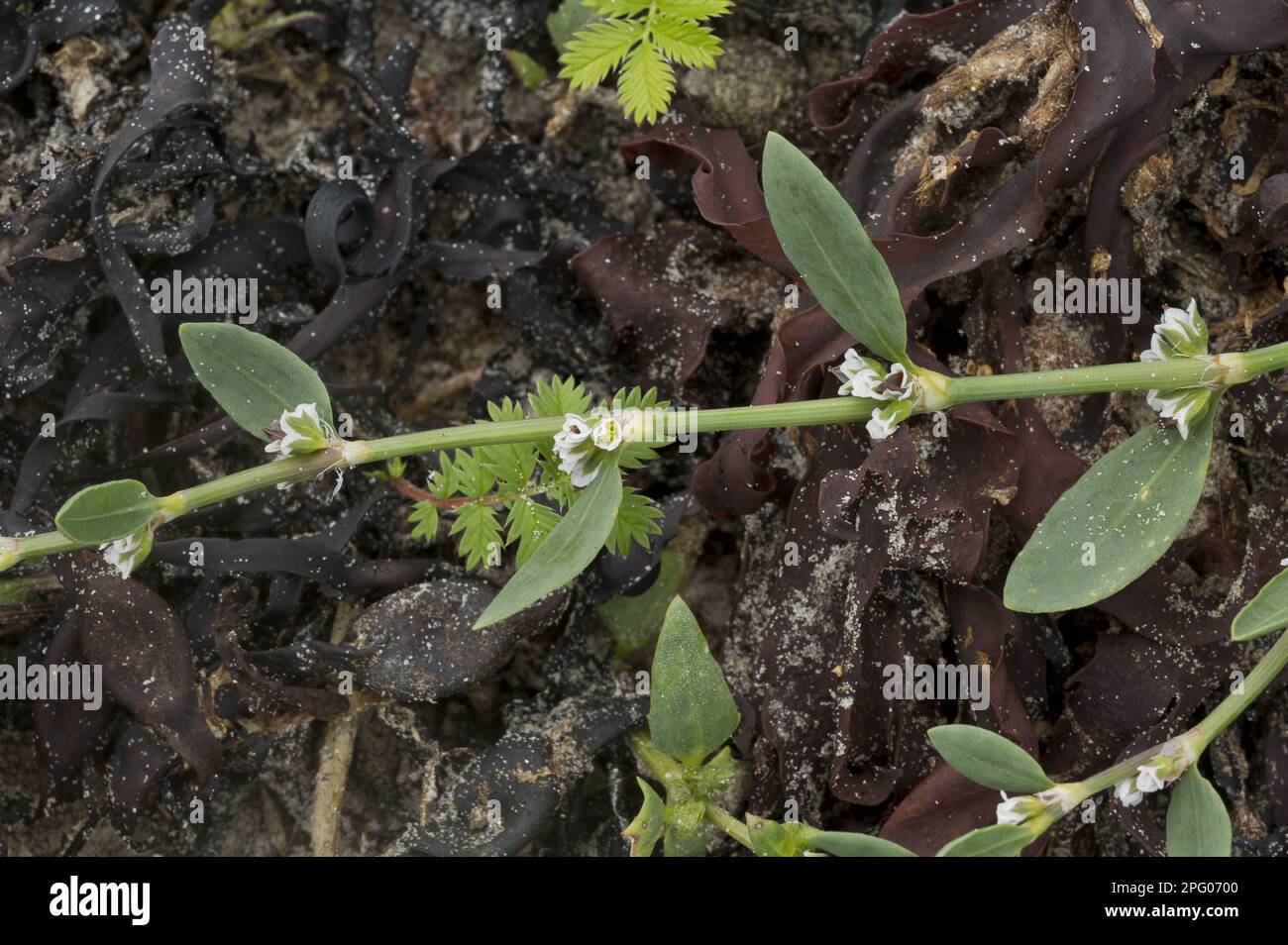 Equal-leaved Knotgrass (Polygonum arenastrum) flowering, growing on track, Coll, Inner Hebrides, Scotland, United Kingdom Stock Photo
