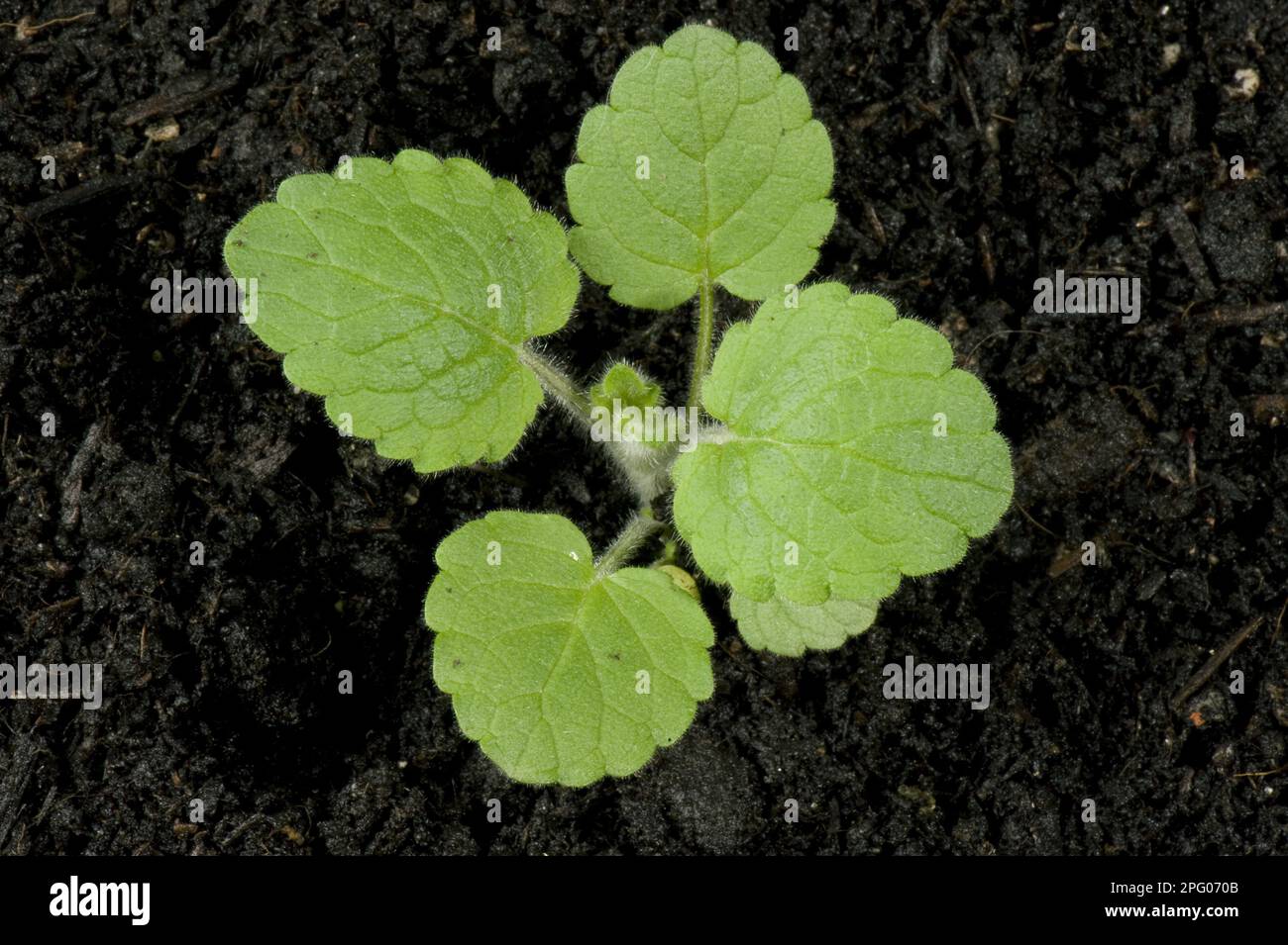 Hedge woundwort (Stachys sylvatica), young plant Stock Photo