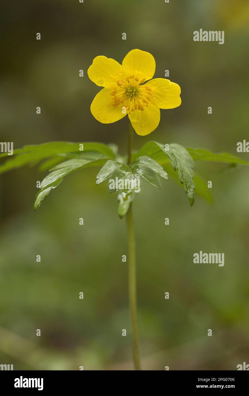 Yellow Anemone (Anemone ranunculoides) flowering, French Pyrenees ...