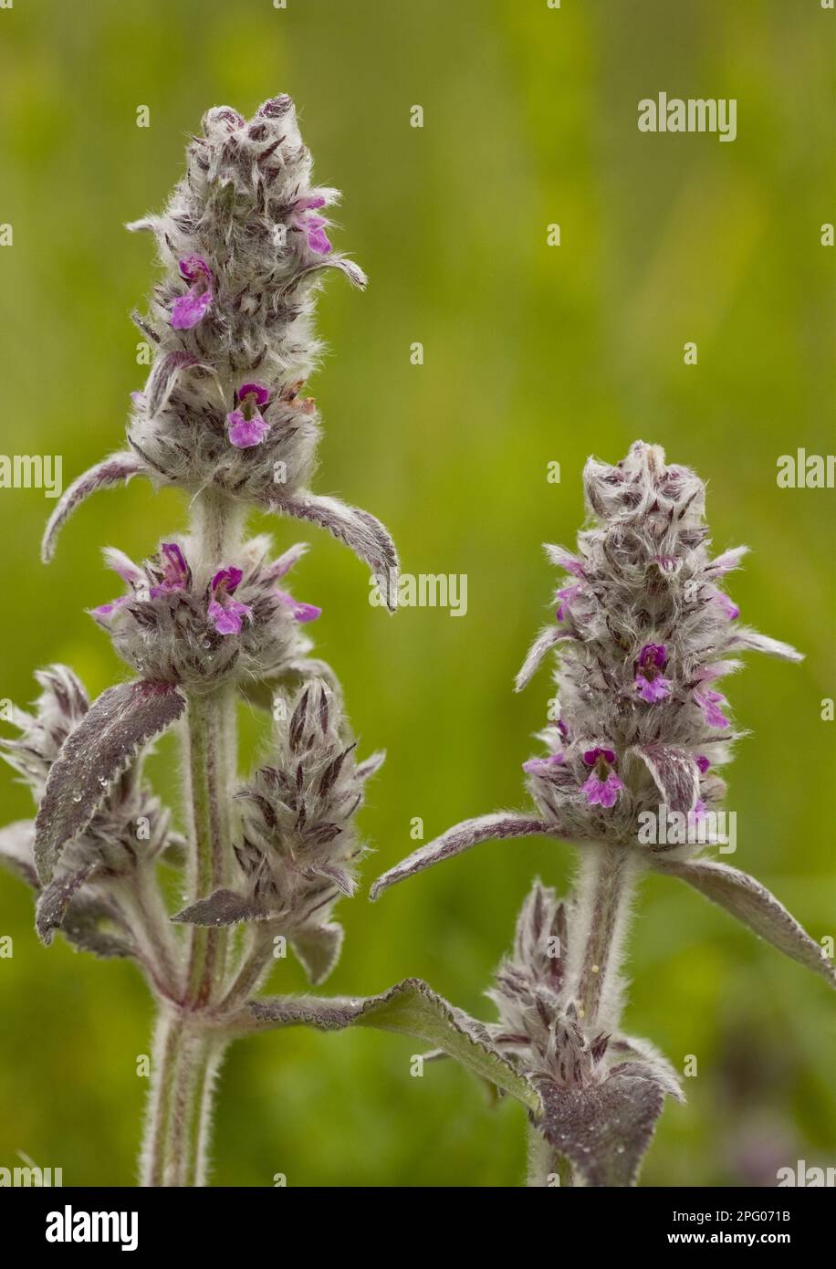 Flowering downy woundwort (Stachys germanica), Romania Stock Photo