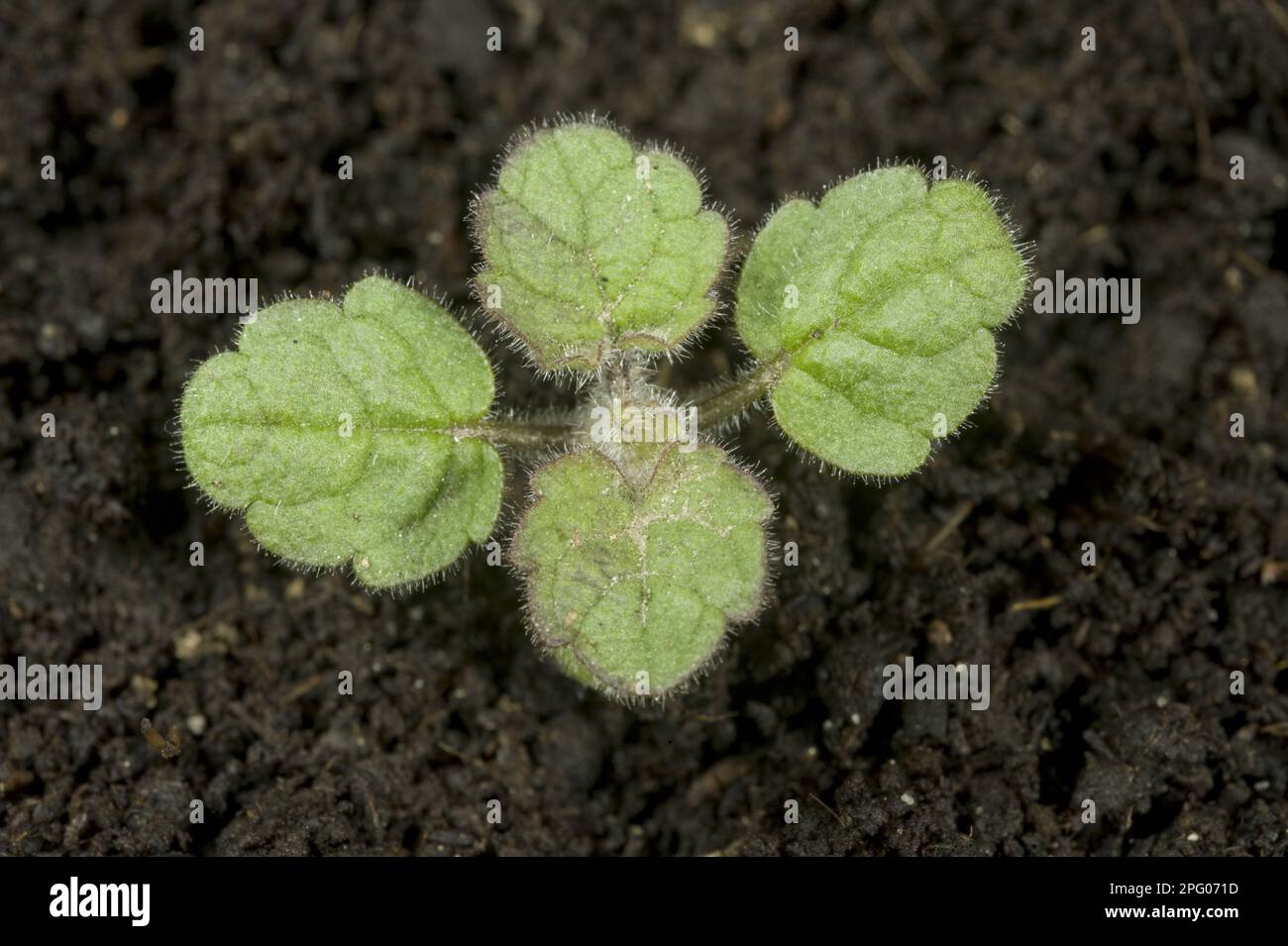 Hedge woundwort (Stachys sylvatica), seedling with four true leaves Stock Photo